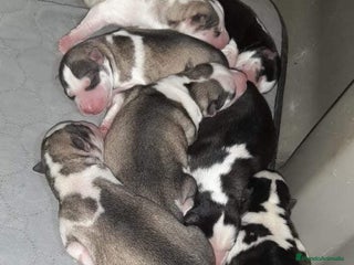 Husky Siberiano perros - Anuncio 7