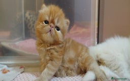 Persa gatos en venta: Gatita Persa Hembra Roja - Imagen 5