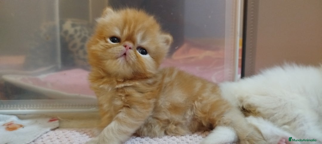 Persa gatos en venta: Gatita Persa Hembra Roja - Imagen 5