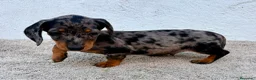 Teckel Miniatura perros en venta: Teckel kaninchen Arlequín  - Anuncio 18