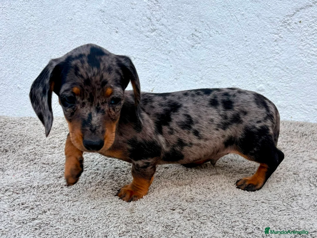 Teckel Miniatura perros en venta: Teckel kaninchen Arlequín  - Anuncio 18