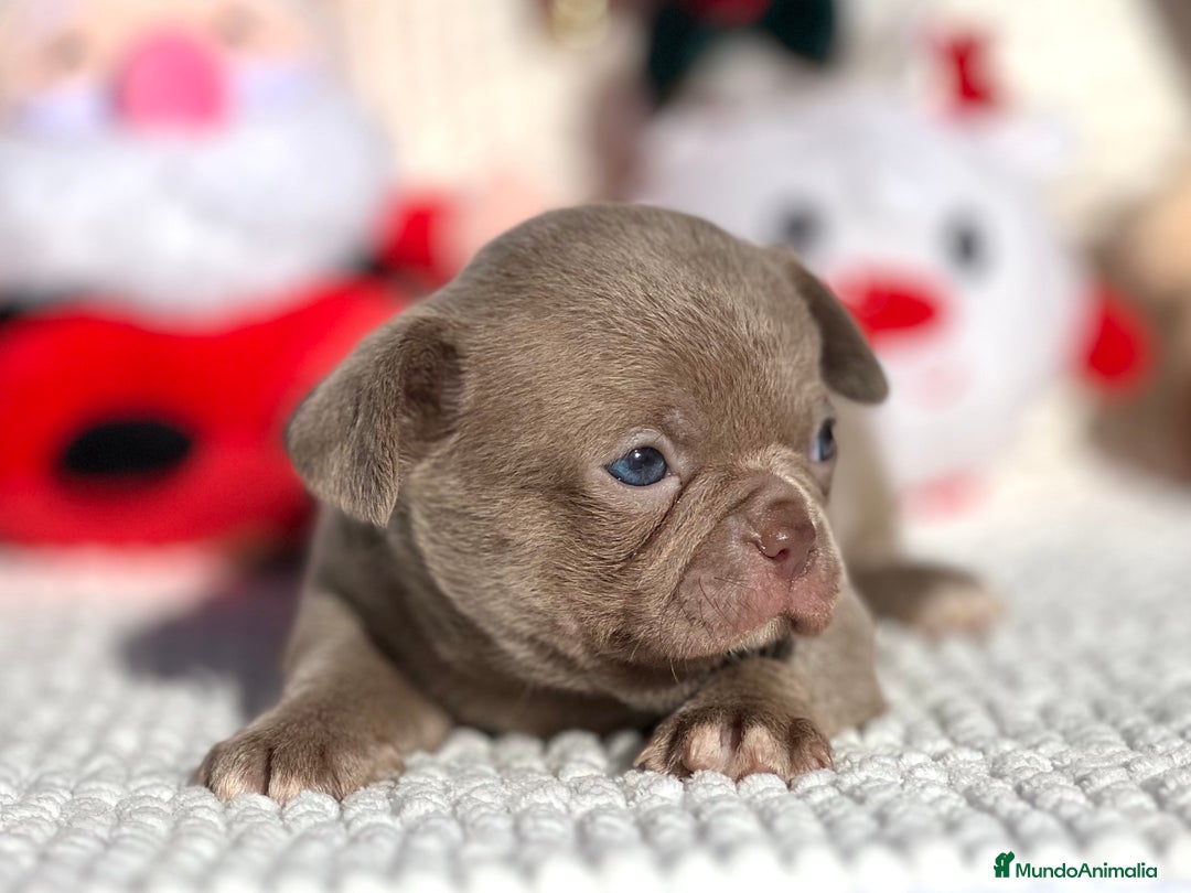 Chihuahua perros en venta: CHIHUAHUA LILAC LÍNEA RUSA - Anuncio 1