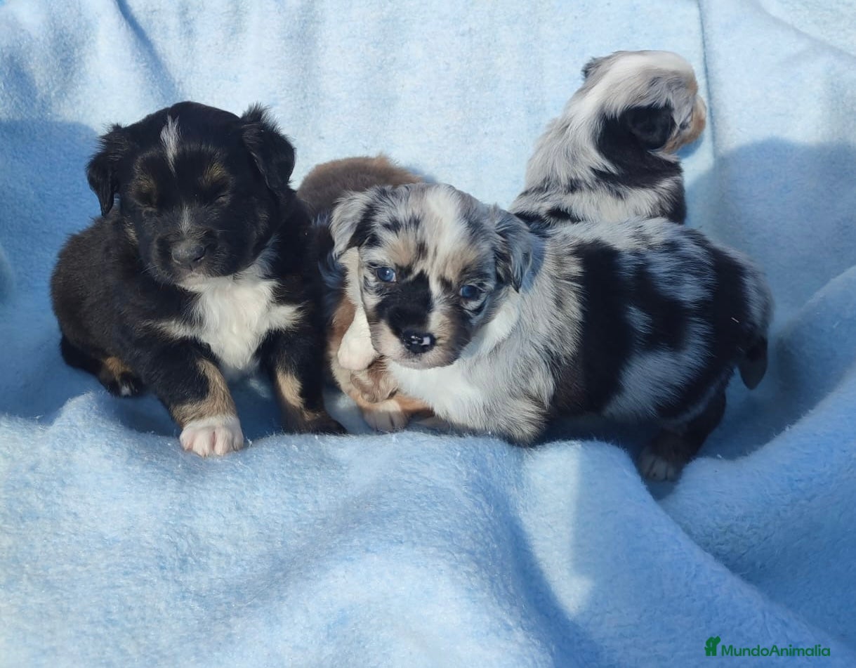 Pastor Miniatura Americano perros Pastor Americano  - Anuncio 27