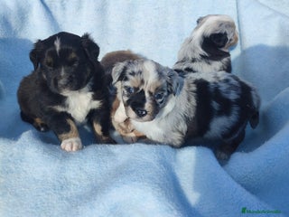 Pastor Miniatura Americano perros Pastor Americano - Anuncio 1