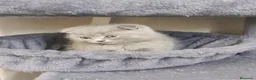 Scottish Fold gatos en venta: Scottish fold  - Anuncio 6