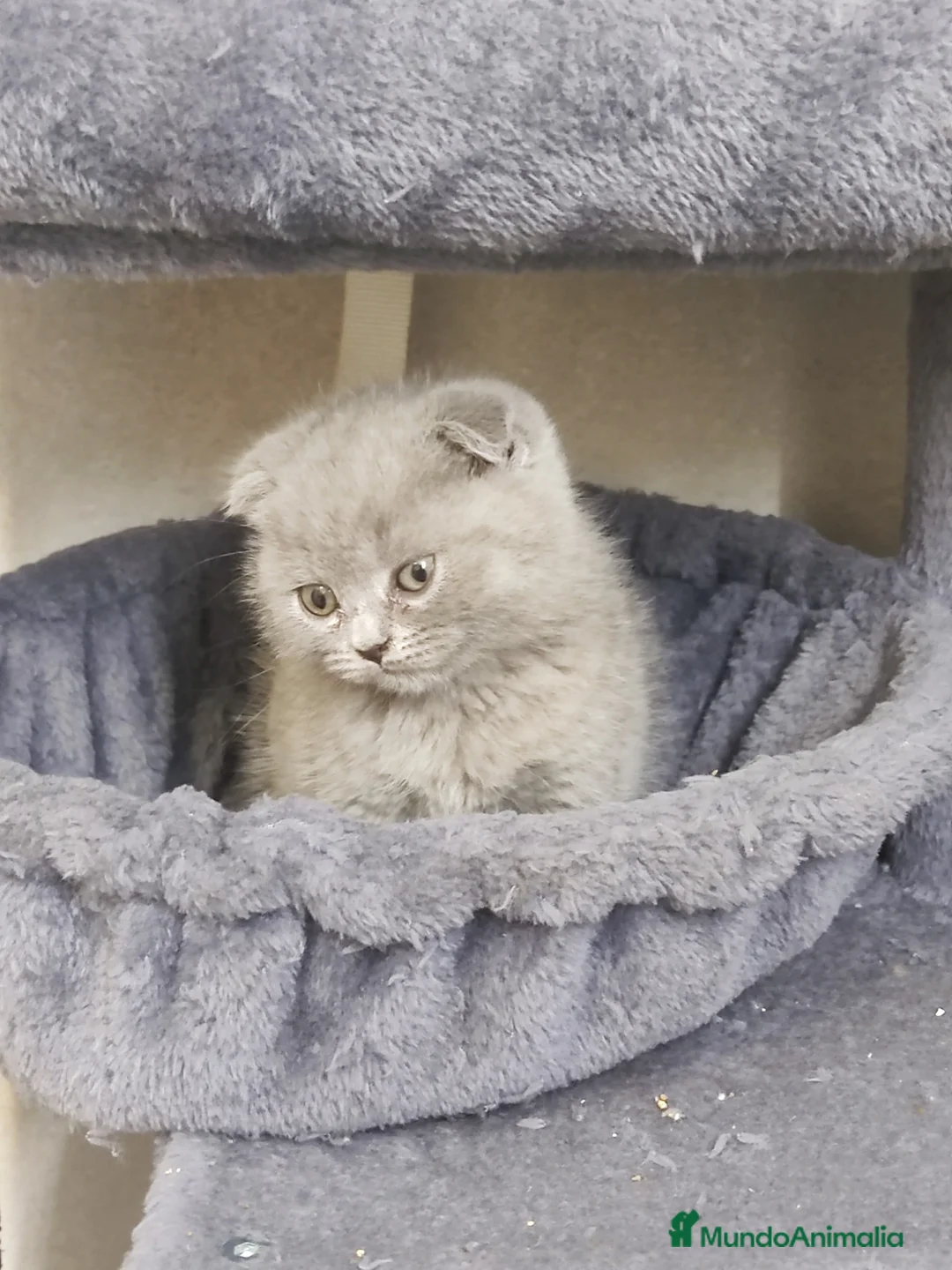 Scottish Fold gatos en venta: Scottish fold  - Anuncio 6