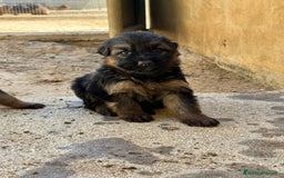 Pastor Alemán perros en venta: CACHORROS DE PASTOR ALEMÁN  - Imagen 8