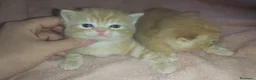 Británico de Pelo Corto gatos en venta: Gatitos britanicos red tabby - Anuncio 2