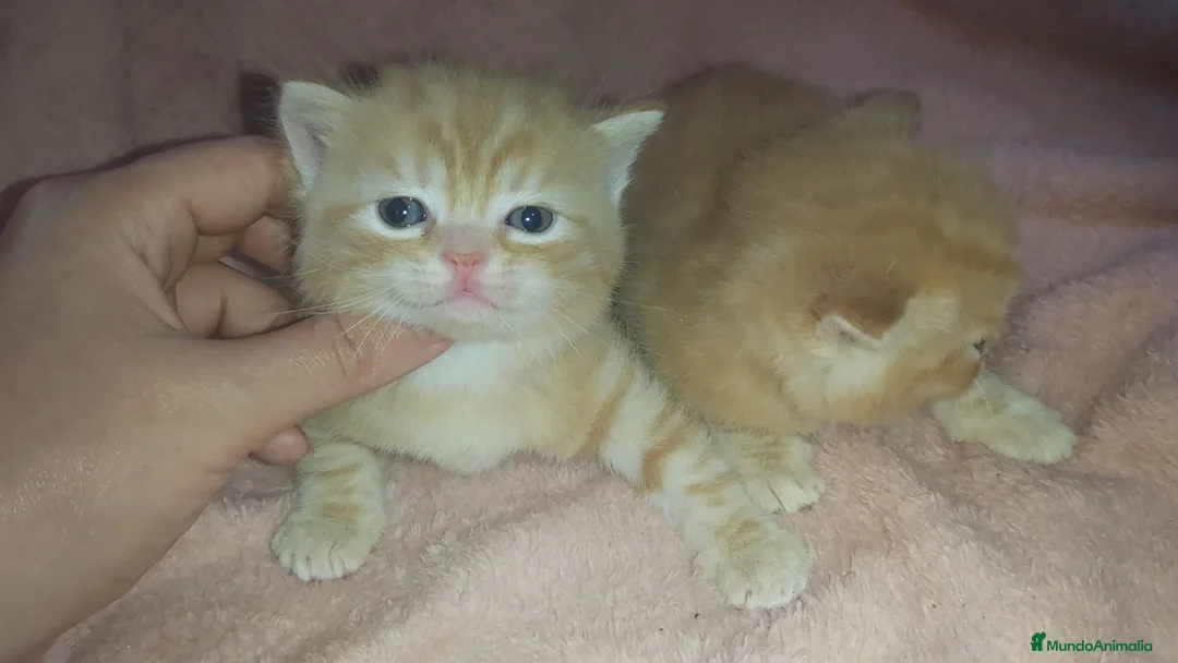 Británico de Pelo Corto gatos en venta: Gatitos britanicos red tabby - Anuncio 2