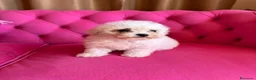 Bichón Frisé perros en venta: Cachorros de Bichón Frisé disponibles - Anuncio 3
