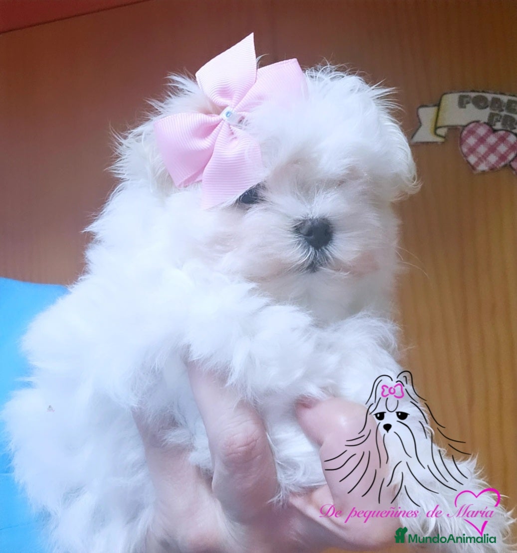 Bichón Maltés perros Bichon maltes coreano mini  - Anuncio 27