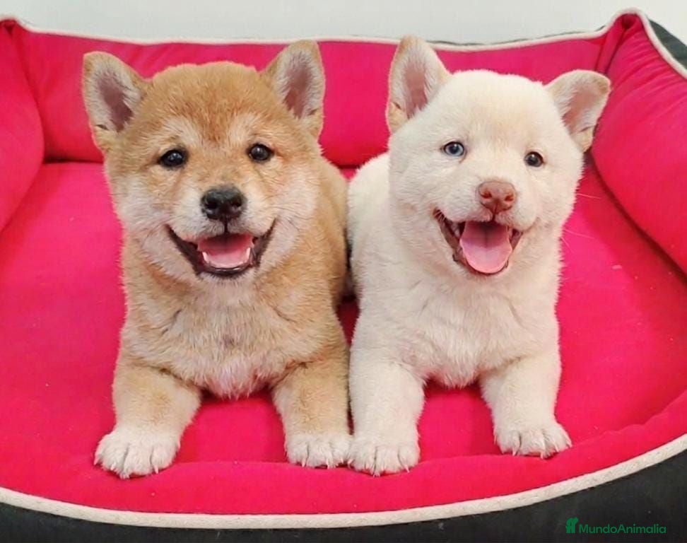 Shiba Inu perros shiba inu - Anuncio 1