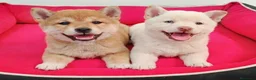 Shiba Inu perros en venta: shiba inu - Anuncio 1