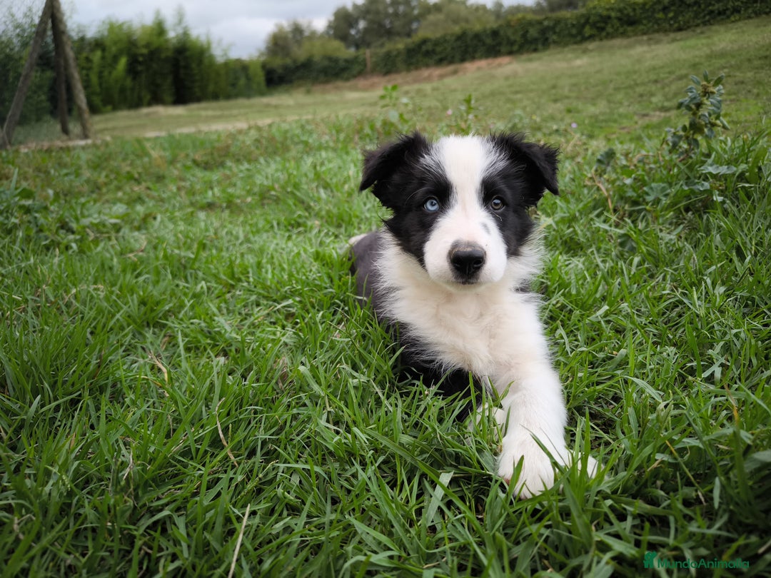 Border Collie perros en venta: Último cachorro border collie! - Imagen 3