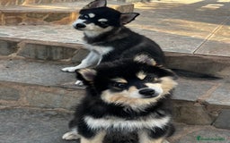 Pomsky perros en venta: Pomsky f4 miniatura  - Imagen 5