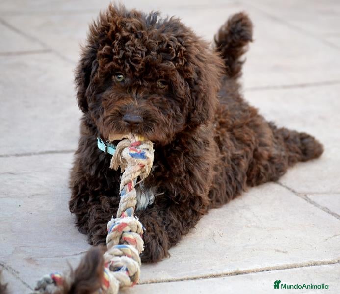 Perro de Agua Español perros CAMADA PERRO DE AGUA  - Anuncio 1