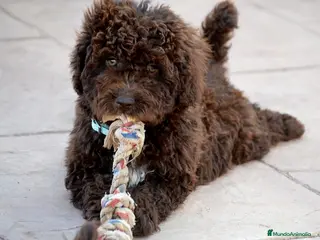 Perro de Agua Español perros CAMADA PERRO DE AGUA - Anuncio 1