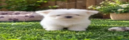 Bichón Maltés perros en venta: PRECIOSA BICHON MALTÉS MINI TOY - Anuncio 1