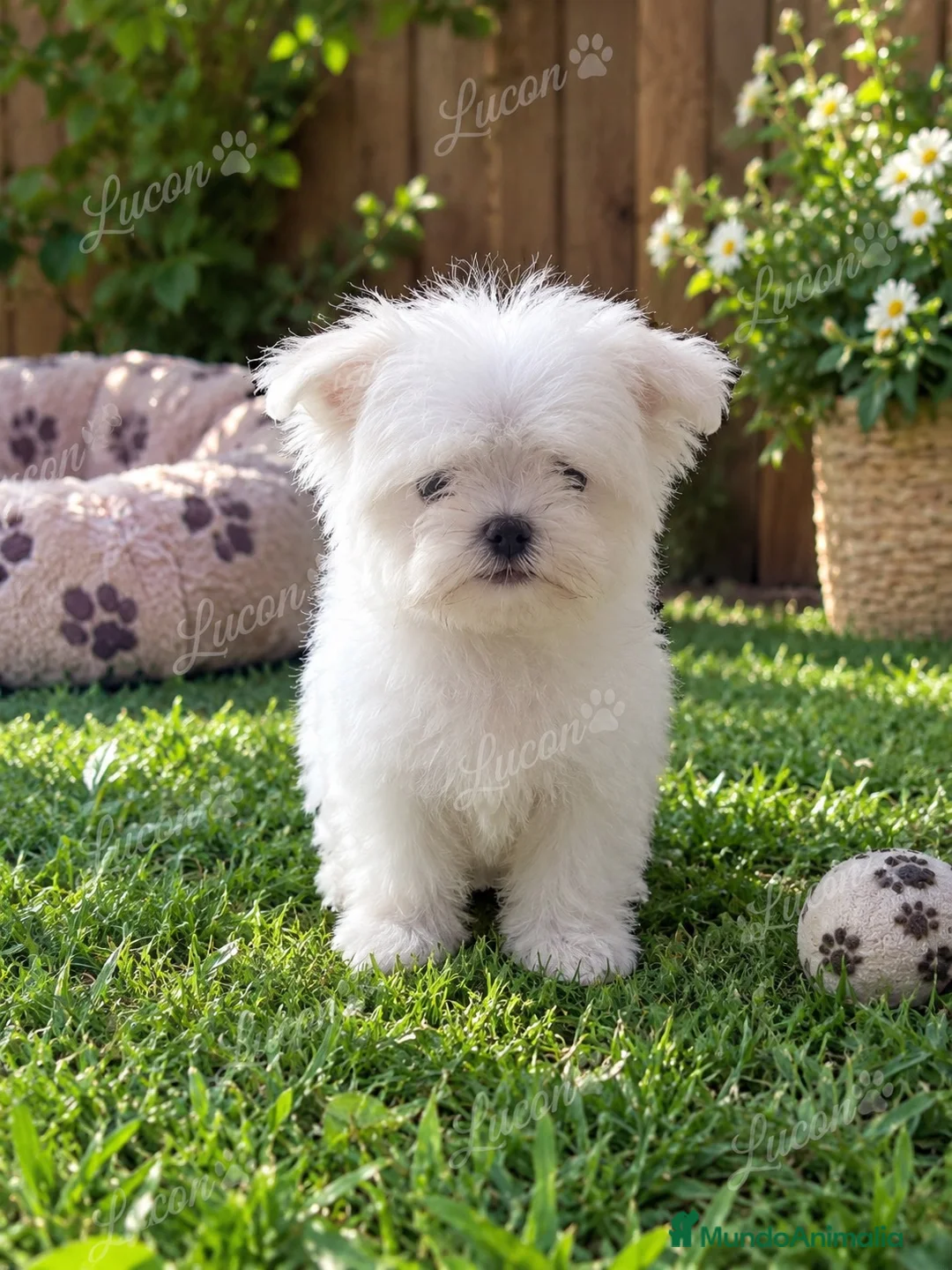 Bichón Maltés perros en venta: PRECIOSA BICHON MALTÉS MINI TOY - Anuncio 1