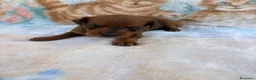 Raza Mixta perros en venta: Pootalian - Anuncio 11