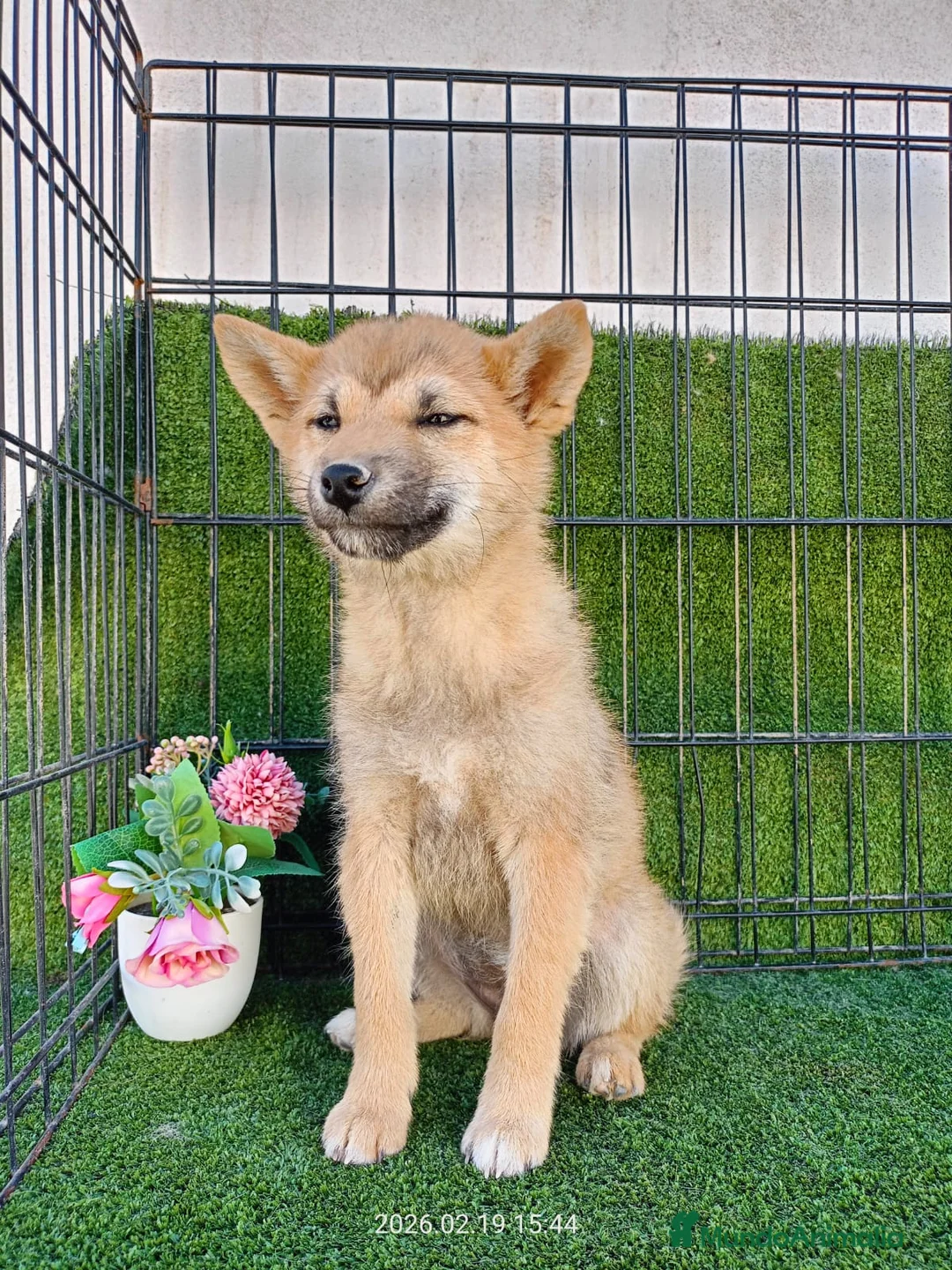 Shiba Inu perros en venta: SHIBA INU SESAMO - Anuncio 1
