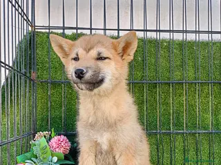 Shiba Inu perros SHIBA INU SESAMO - Anuncio 1