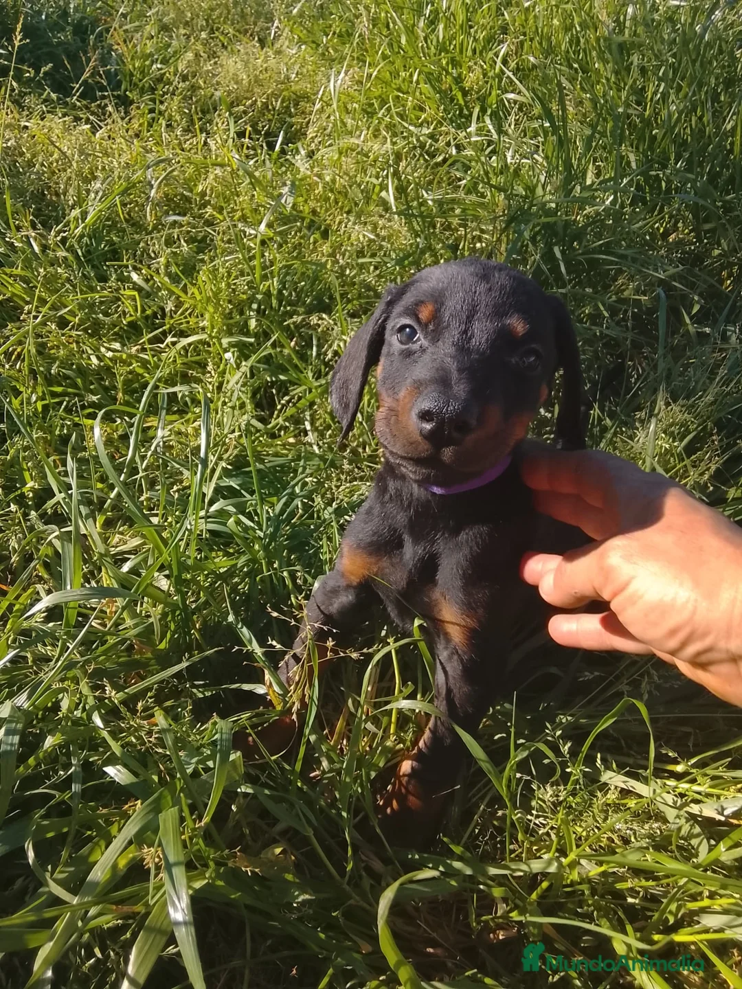 Dobermann perros en venta: Preciosos dóberman negro fuego🔥🐾🐶 - Anuncio 1