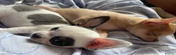 Chihuahua perros en venta: Cachorro de chihuahua - Anuncio 5