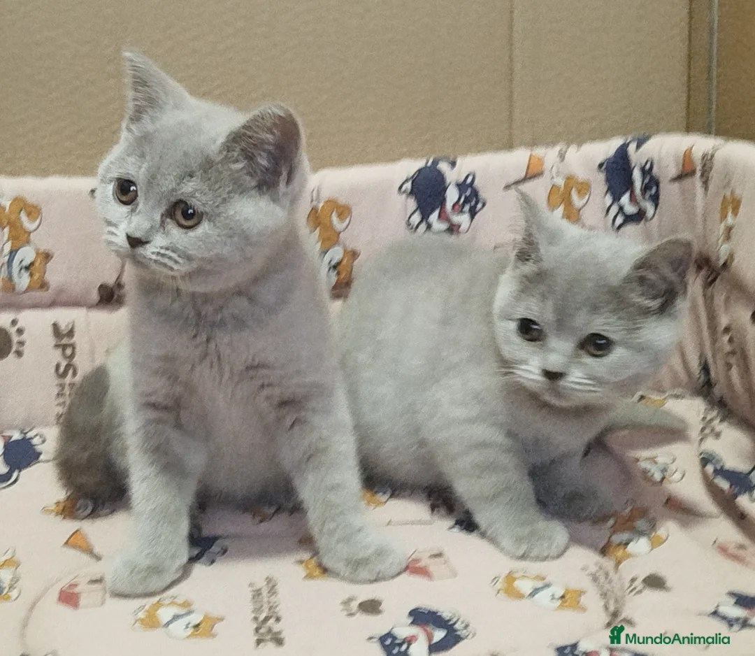 Británico de Pelo Corto gatos en venta: British Shorthair lilac  - Anuncio 1