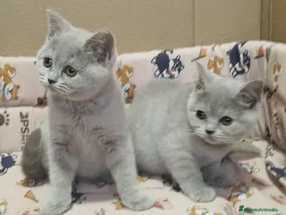 Británico de Pelo Corto gatos British Shorthair lilac - Anuncio 7