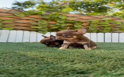 Chihuahua perros en venta: CHIHUAHUA CHOCOLATE & TAN - Imagen 8