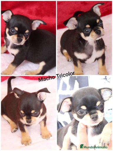 Imagen de galería {{count}}