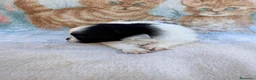Pomerania perros en venta: Pomerania - Anuncio 9