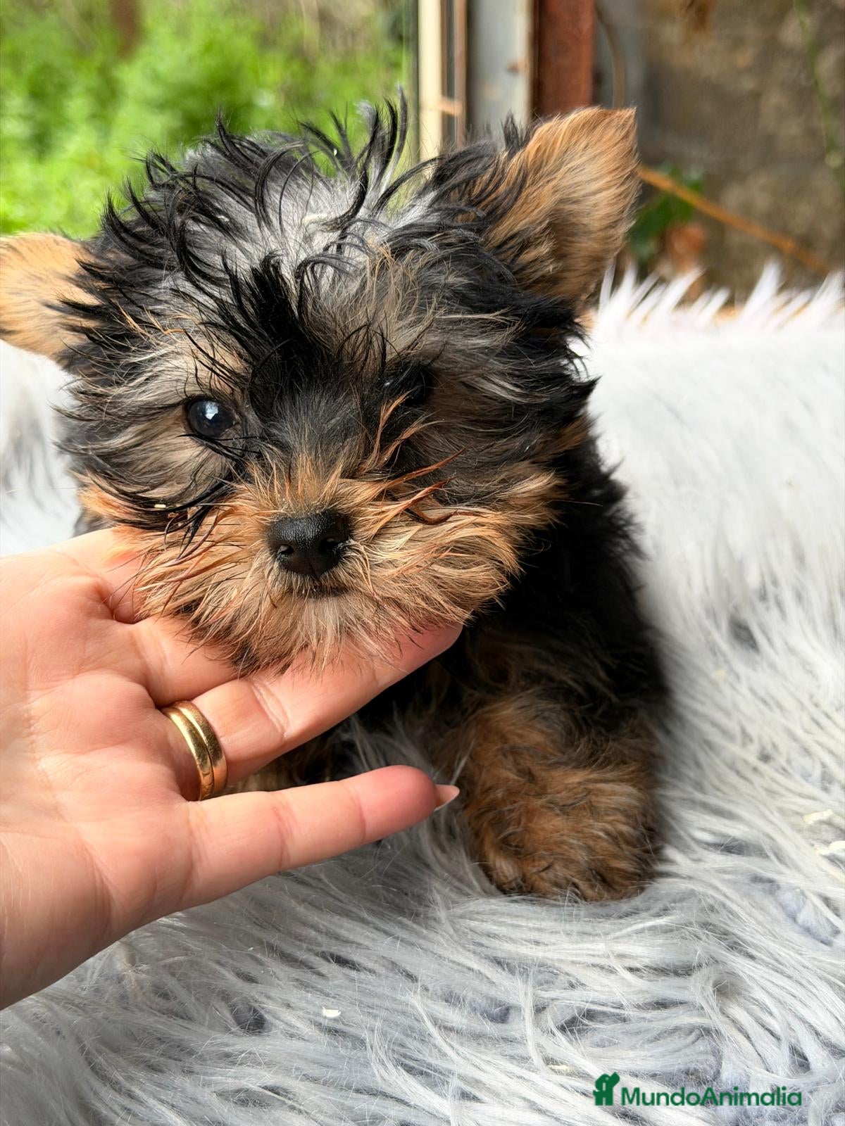 Yorkshire Terrier perros YORKY TOY DISPONIBLE - Anuncio 1