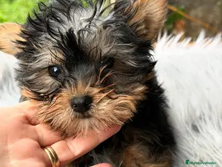 Yorkshire Terrier perros YORKY TOY DISPONIBLE - Anuncio 1