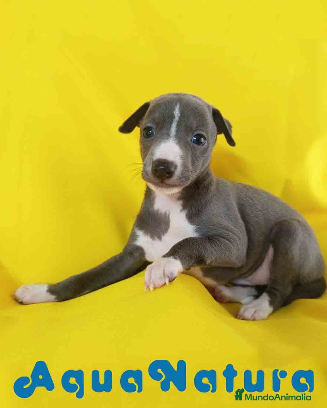 Pequeño Lebrel Italiano perros Lebrel Italiano Hembra 1831 AQUANATURA - Anuncio 2