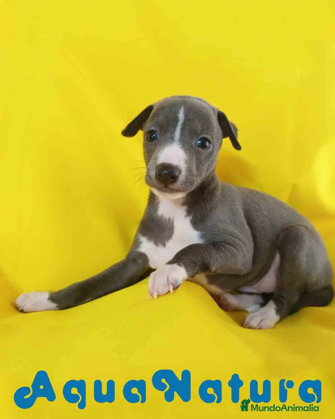 Pequeño Lebrel Italiano perros en venta: Lebrel Italiano Hembra 1831 AQUANATURA - Anuncio 2