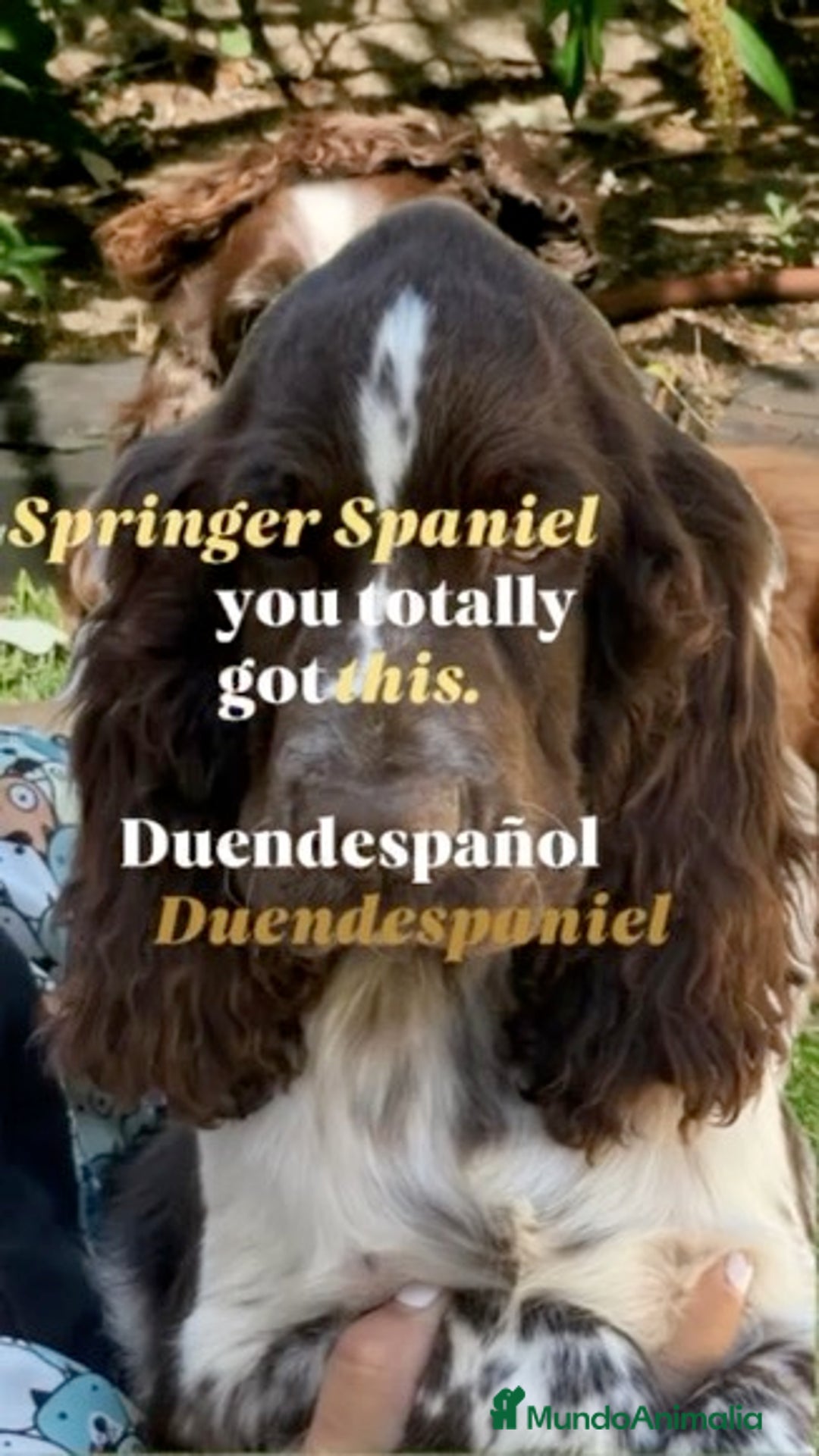English Springer Spaniel perros en venta: Cachorros Springer Spaniel Inglés bco/hígado. - Imagen 4