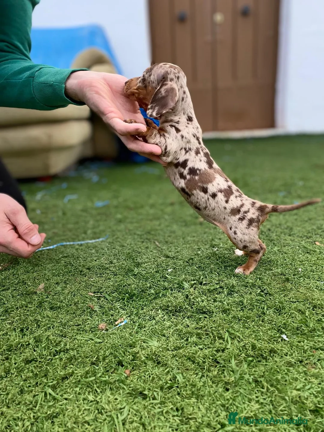 Teckel Miniatura perros en venta: cachorros de teckel miniatura arlequín chocolate  - Anuncio 9
