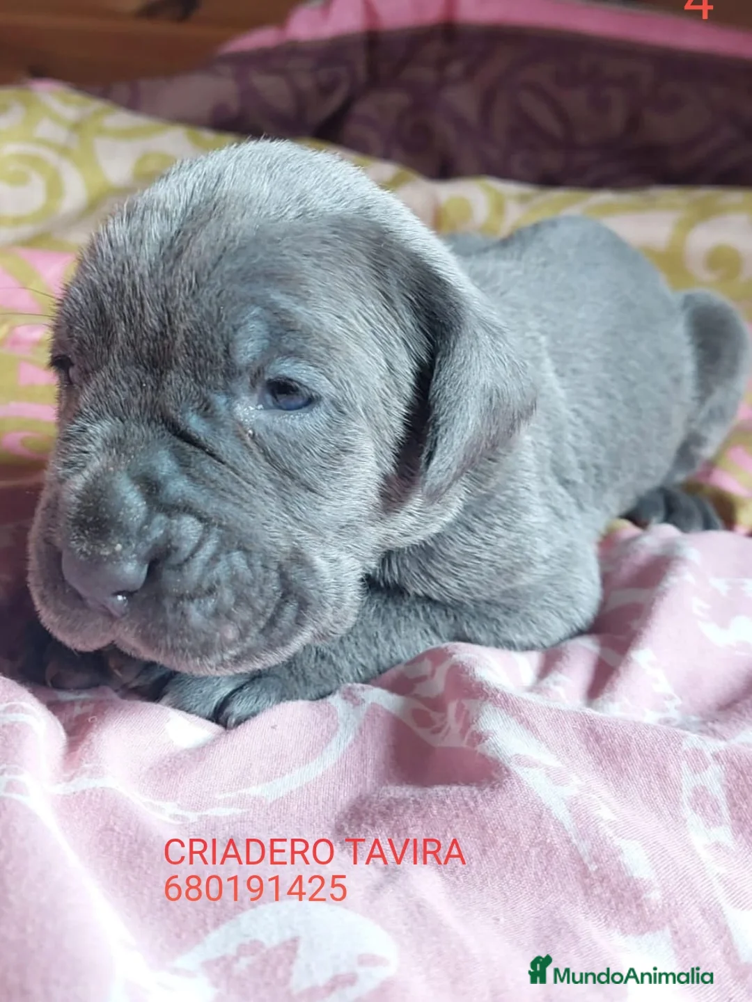 Cane Corso perros en venta: Mastin napolitano - Anuncio 1