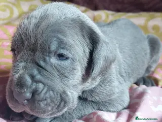 Cane Corso perros Mastin napolitano en Sevilla - Anuncio 6