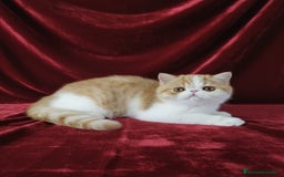 Exótico de Pelo Corto gatos en venta: 🐯 EXOTIC SHORTHAIR RED TABBY & WHITE - Anuncio 1
