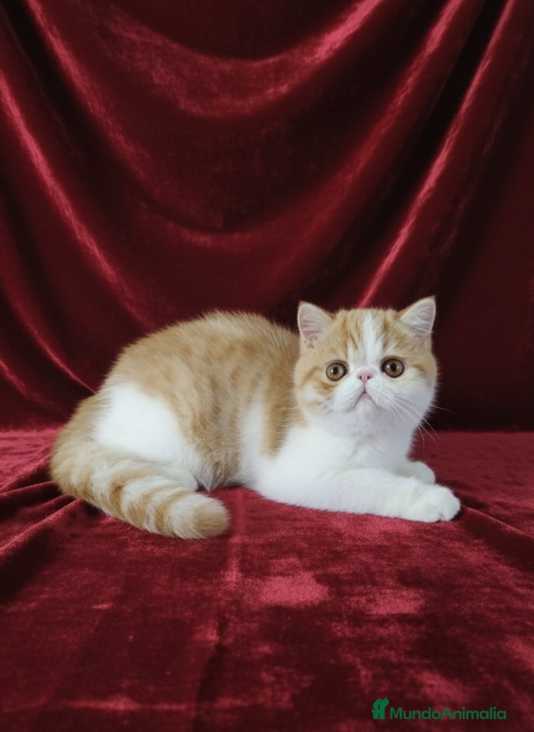 Exótico de Pelo Corto gatos en venta: 🐯 EXOTIC SHORTHAIR RED TABBY & WHITE - Anuncio 1