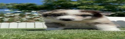 Border Collie perros en venta: BORDER COLLIE - Anuncio 9
