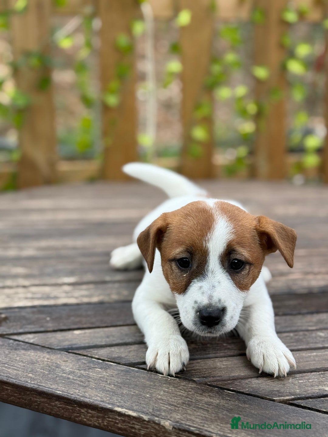 Jack Russell Terrier perros en venta: Jack Russell juguetones bicolor preciosos  - Anuncio 4