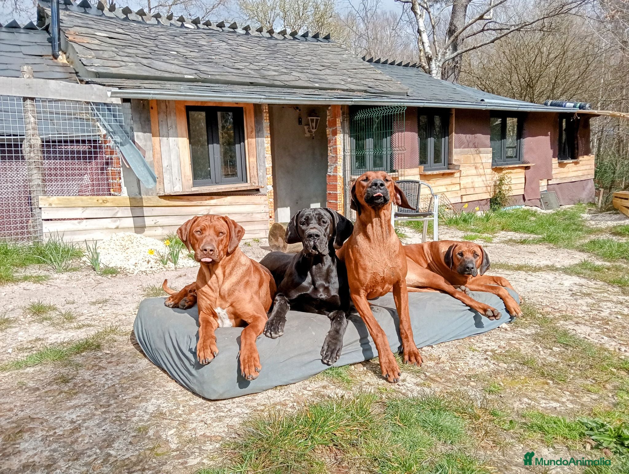 Rhodesian Ridgeback perros Adopción responsable – Rhodesian Ridgebacks  - Anuncio 1