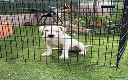 Dogo Argentino perros en venta: Digas argentinas  - Imagen 3