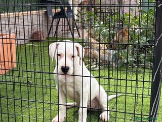 Dogo Argentino perros - Anuncio 1