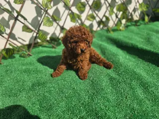 Caniche Toy perros CANICHE TOY - Anuncio 4