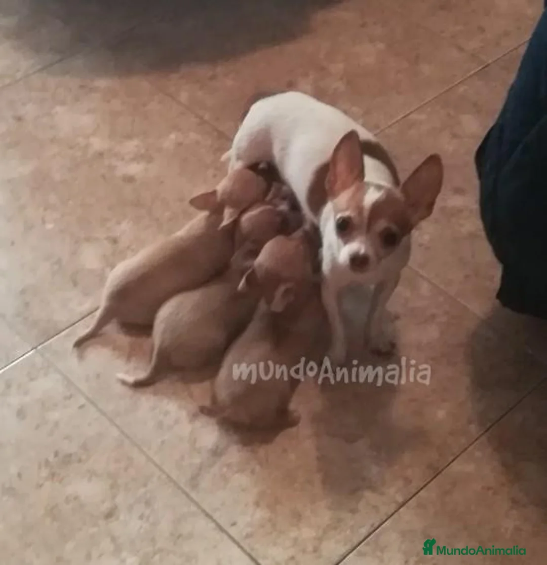 Imagen de galería {{count}}